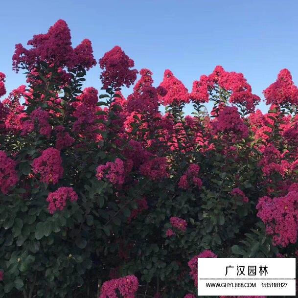 天鵝絨紫薇的實(shí)用價(jià)值(圖1)