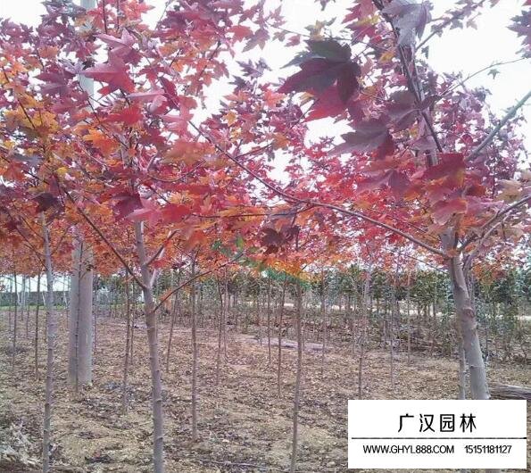 美國紅楓樹苗的價格
