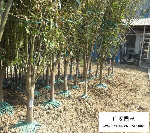 雞爪槭的2018年的價格