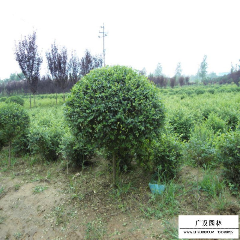 金葉女貞球基本習性