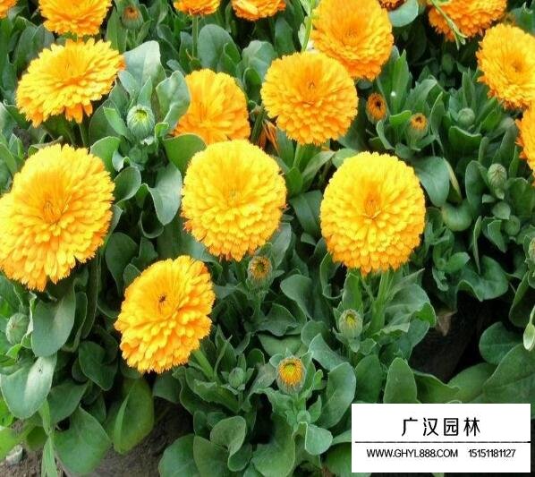 金盞菊的種植基地