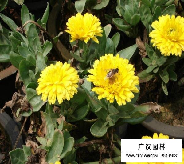 金盞菊的種植基地