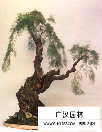 怪柳盆景如何養(yǎng)護(hù)?