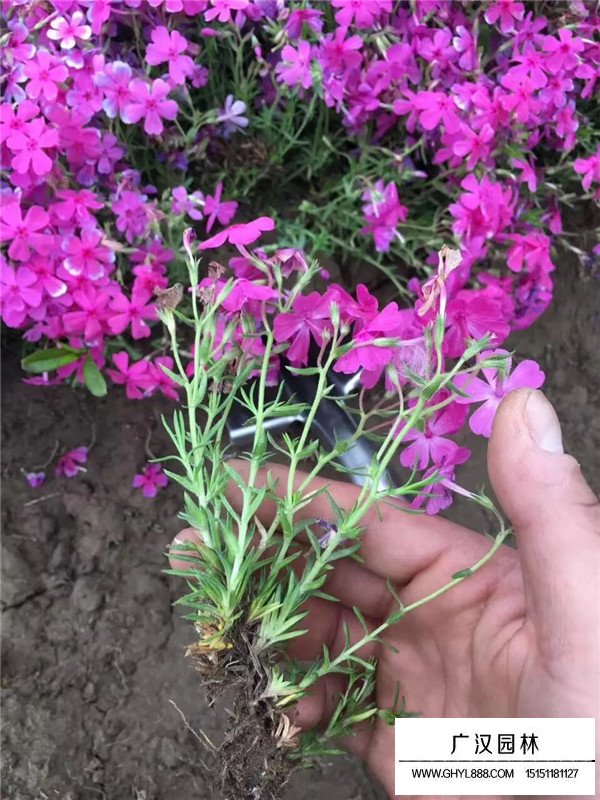 常夏石竹的基地到廣漢園林