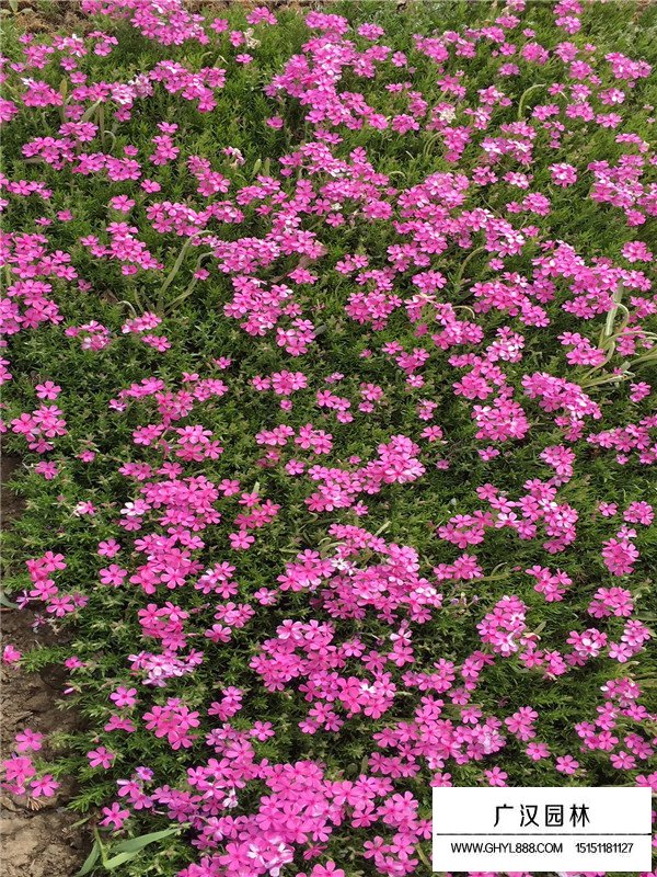 常夏石竹的基地到廣漢園林