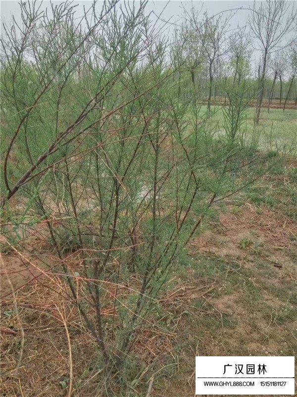 檉柳的病蟲害防治方法有哪些