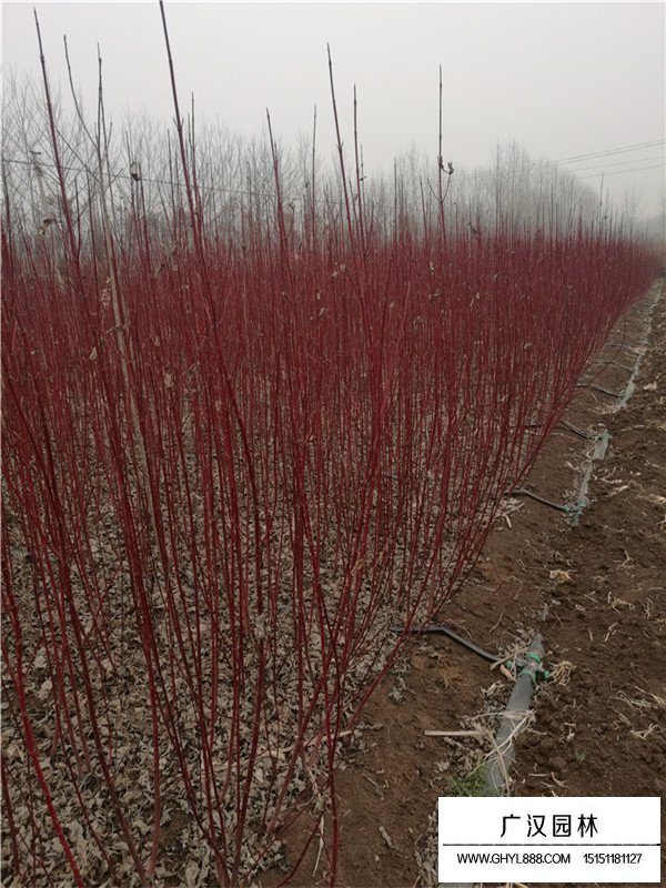 紅端木多少錢(qián)？看廣漢園林