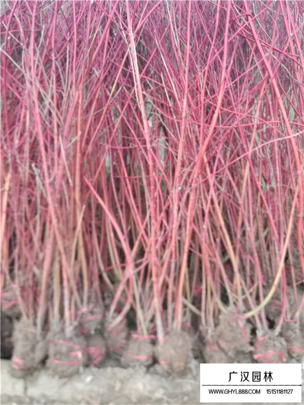 紅端木多少錢(qián)？看廣漢園林