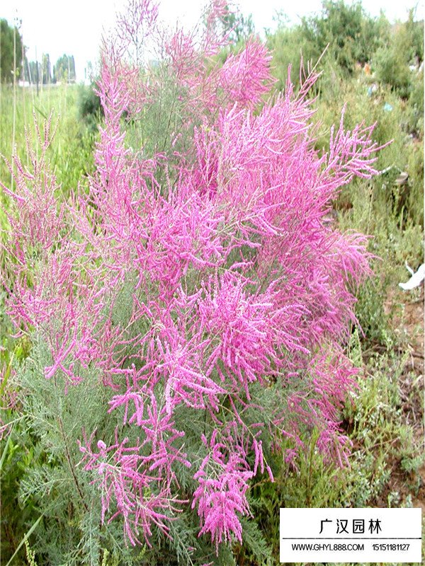 檉柳的圖片哪里找？