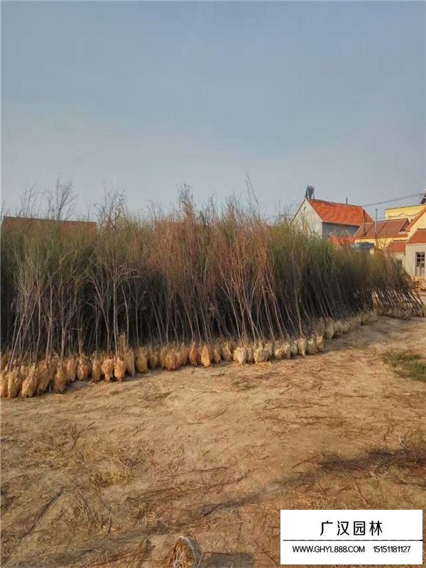 檉柳的圖片哪里找？