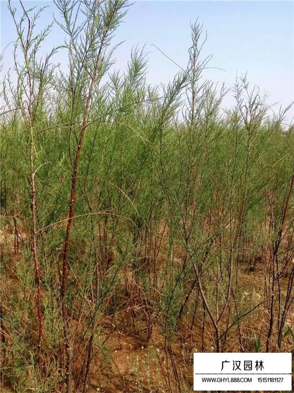 檉柳的種植方法有哪些