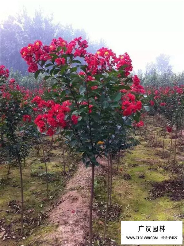 紅火球紫薇2018最新價(jià)格