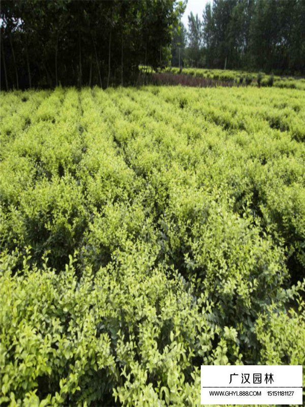 金葉女貞球特點(diǎn)與作用