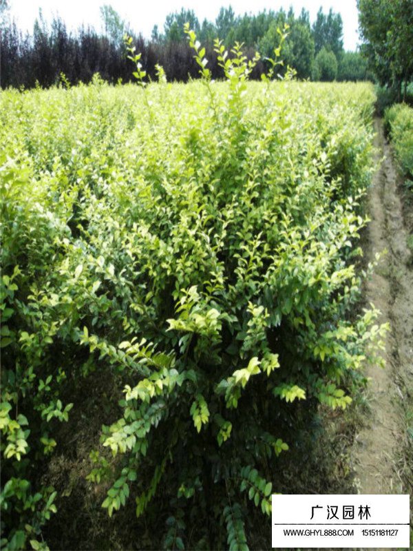 金葉女貞球特點(diǎn)與作用