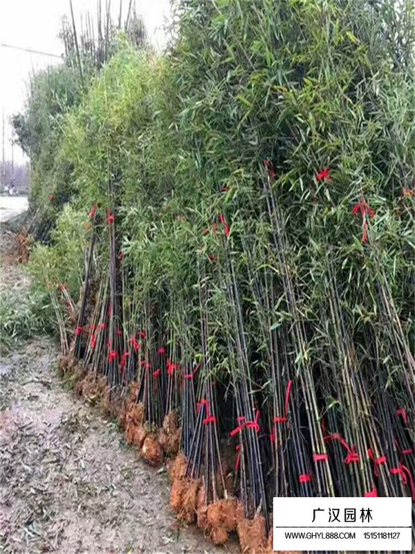 金鑲玉竹和紫竹哪個更貴