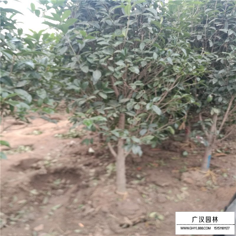 沭陽桂花樹價(jià)格