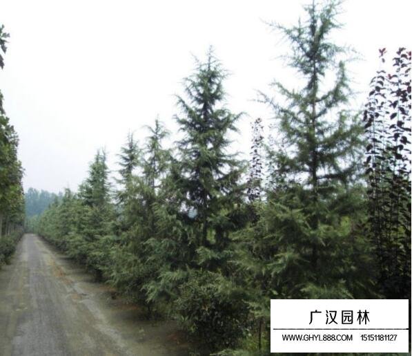 雪松樹苗圖片大全