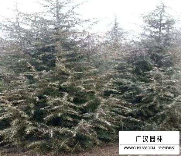 雪松樹苗圖片大全