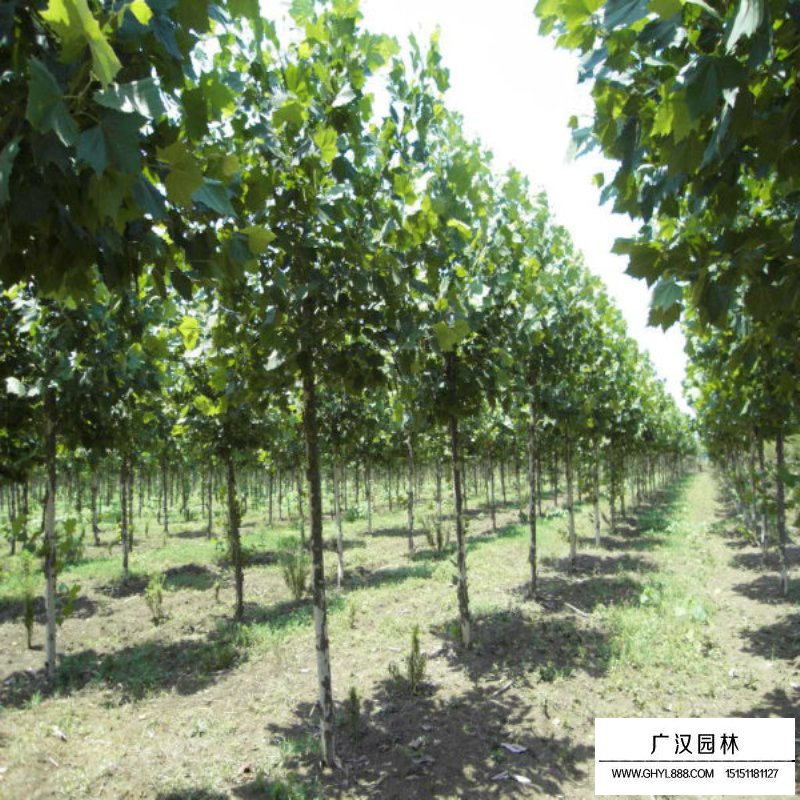 青桐樹(shù)怎么養(yǎng)護(hù)