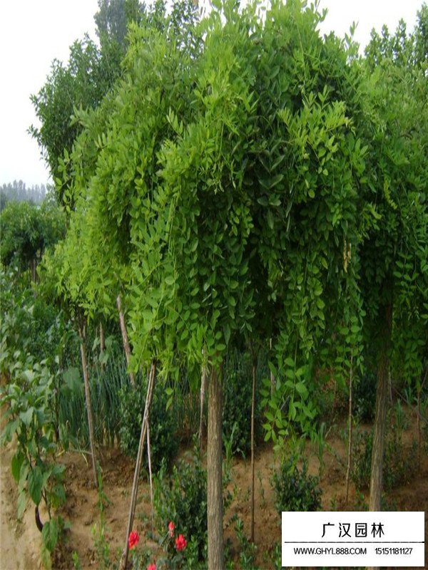 垂槐和龍爪槐區(qū)別？