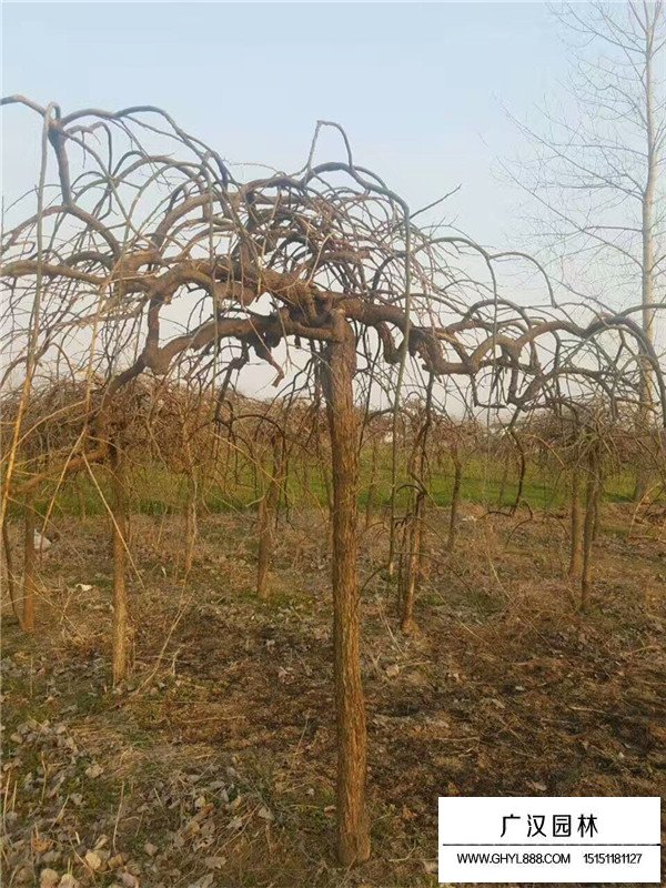 垂槐和龍爪槐區(qū)別？