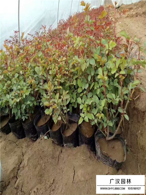 藤本月季的扦插(圖5)