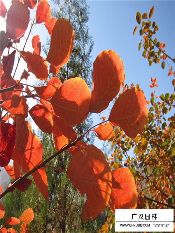 沭陽廣漢園林黃櫨樹最新價格