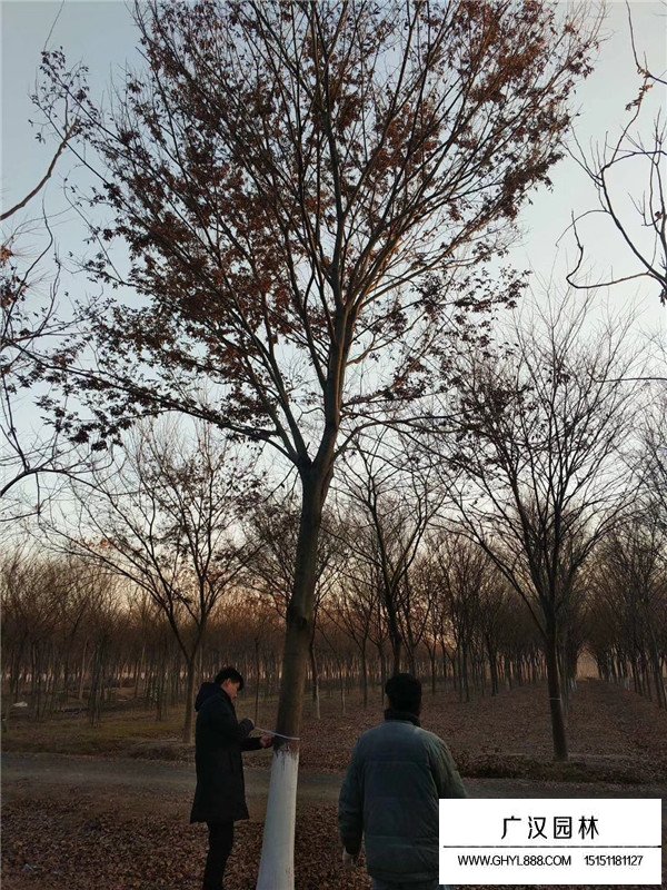 紅櫸樹什么樣？