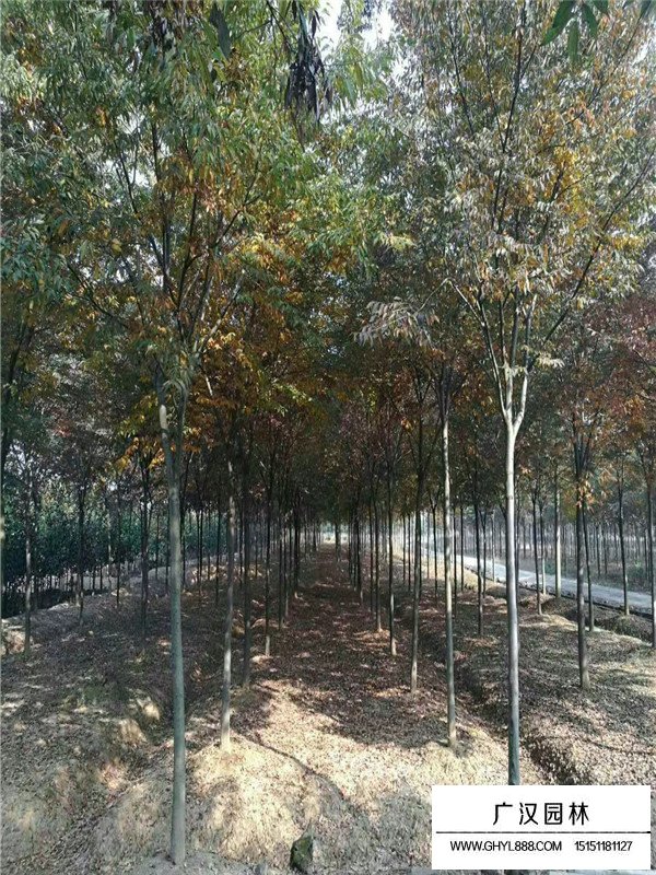 紅櫸樹什么樣？