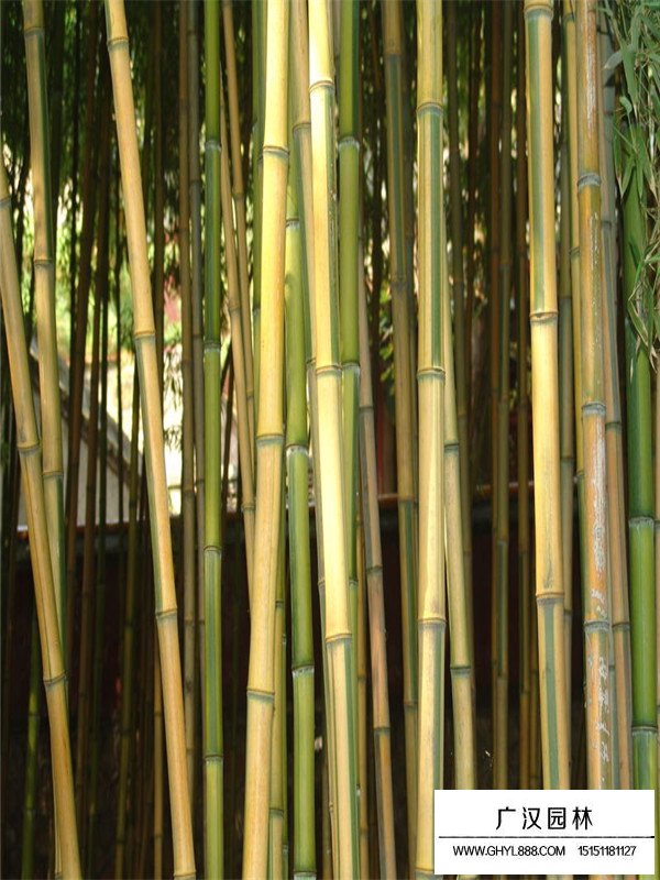 1cm金鑲玉竹價格是多少？