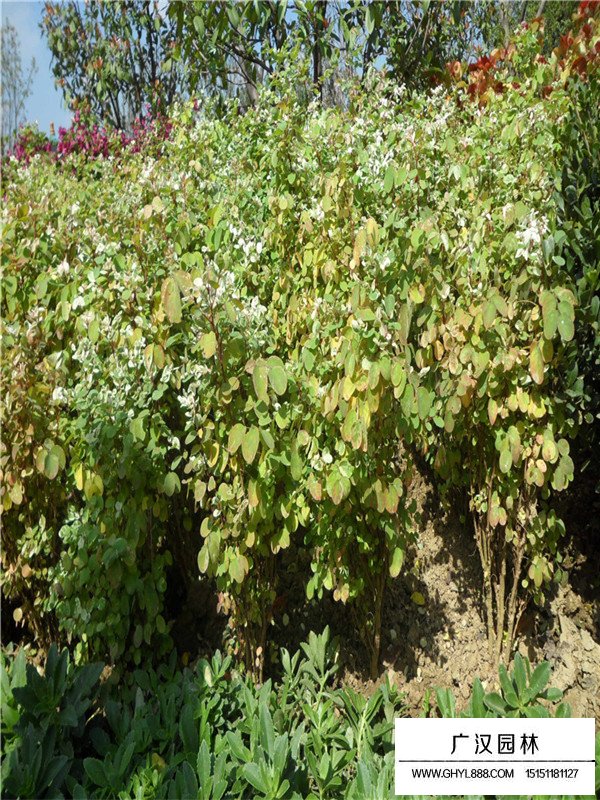 珍珠梅多長(zhǎng)時(shí)間澆一次水