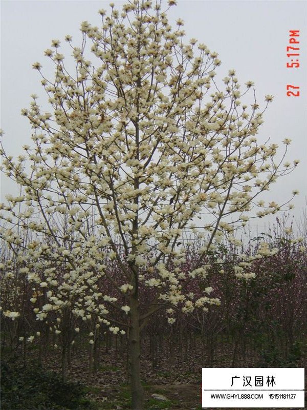 白玉蘭樹的種植方法有哪些？