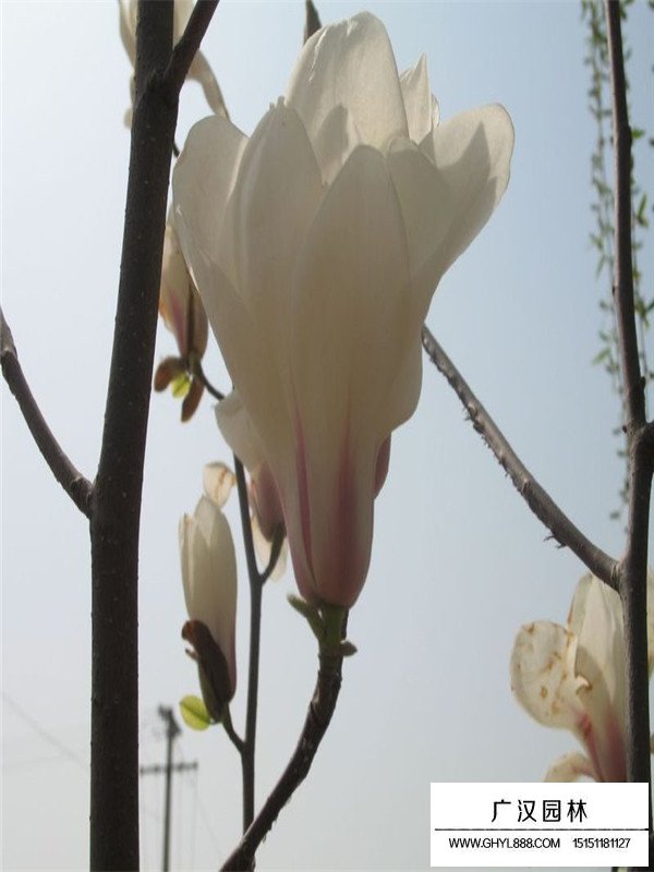 白玉蘭樹的種植方法有哪些？