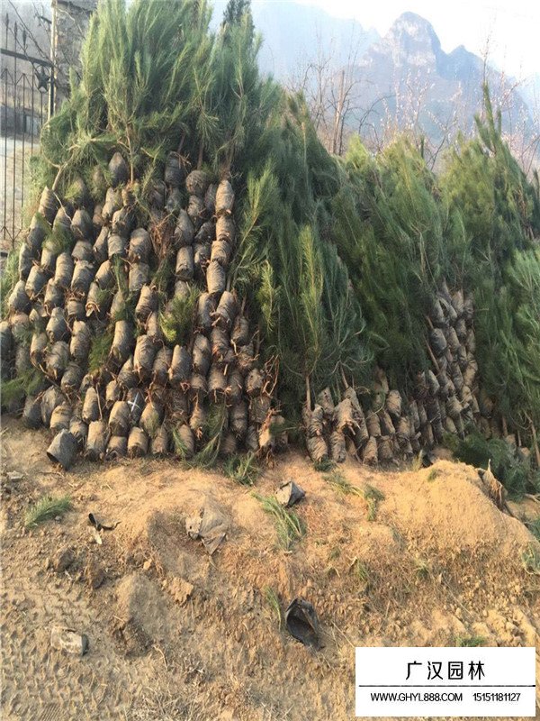 油松出穗時澆地能嗎