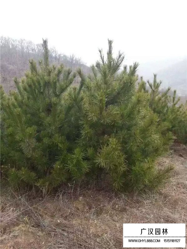 油松出穗時澆地能嗎