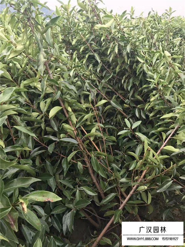 法國(guó)冬青種植