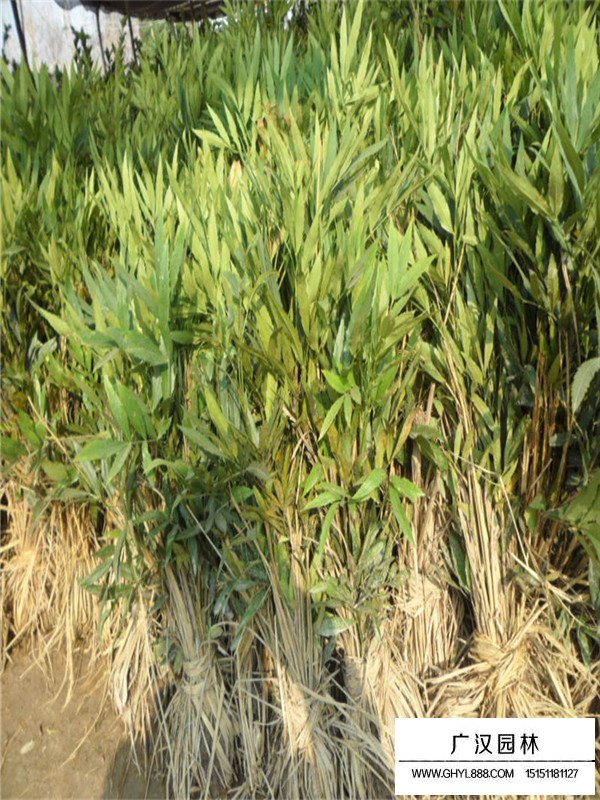 十大功勞樹繁殖