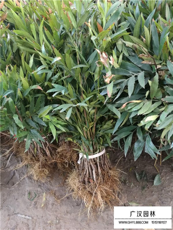 十大功勞樹繁殖