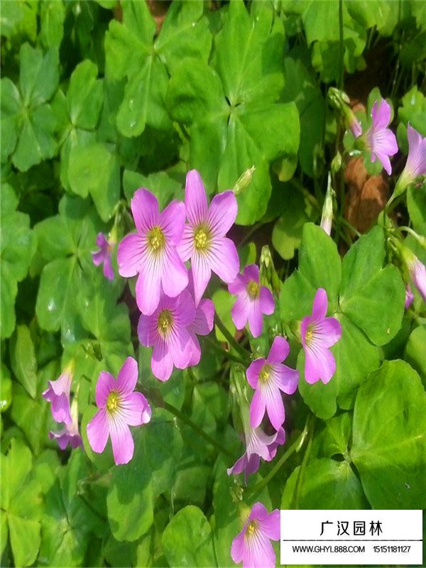 昆明紅花醡漿草苗木