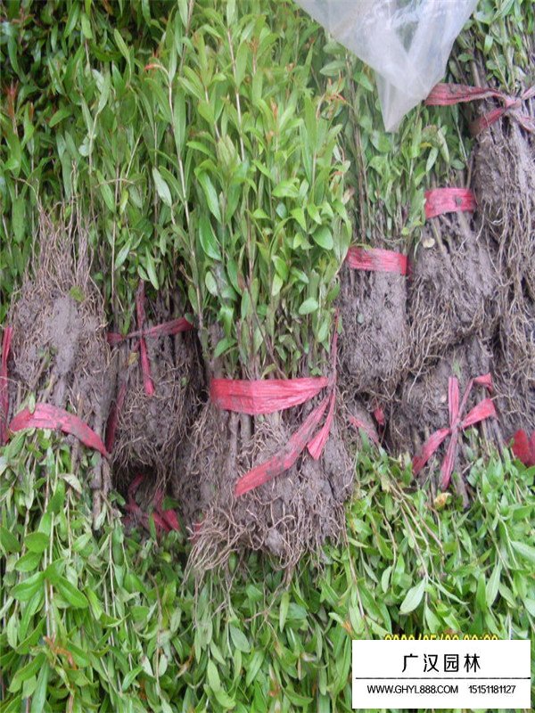 叢生花石榴蓬徑180-200cm