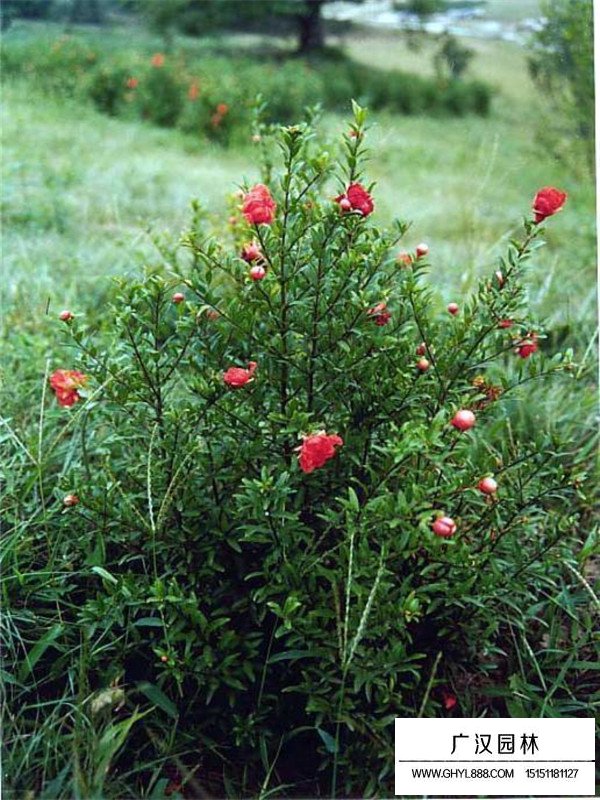 叢生花石榴蓬徑180-200cm