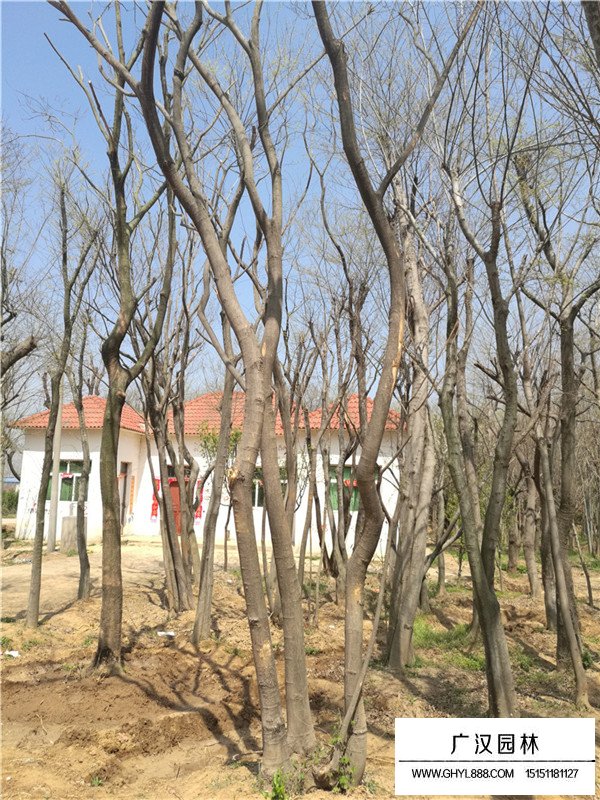 叢生樸樹如何計(jì)算規(guī)格