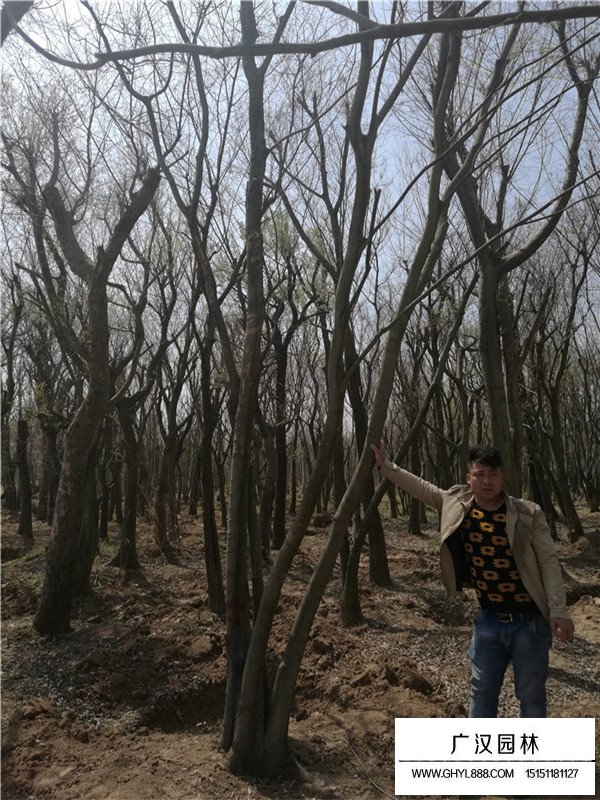 叢生樸樹如何計(jì)算規(guī)格