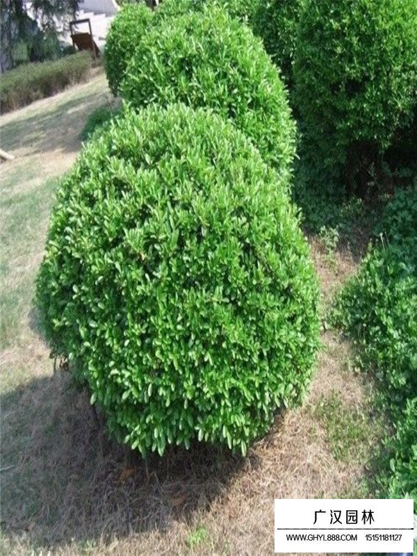 大葉黃楊球價格表