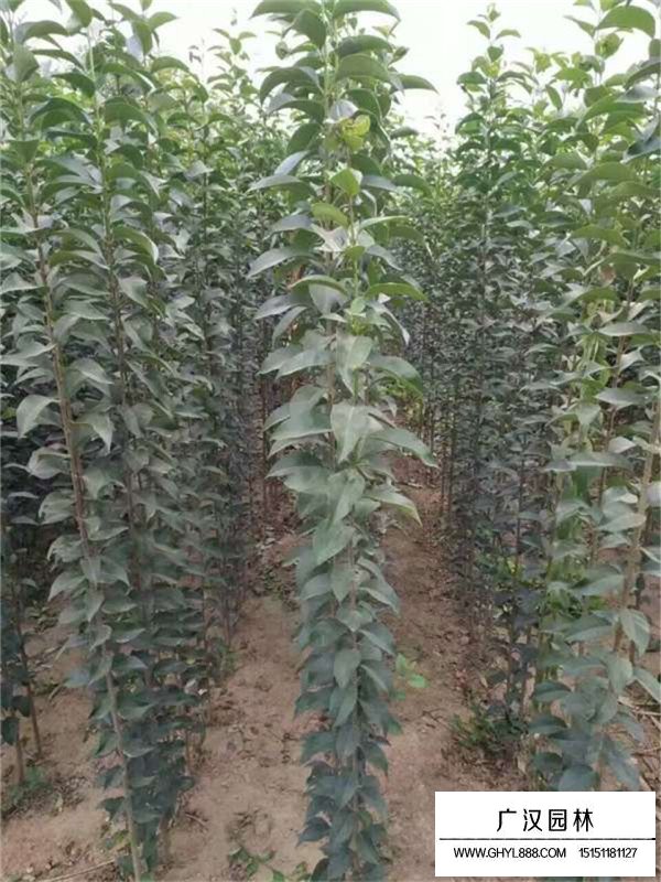 大葉女貞屬于常綠少喬木嗎