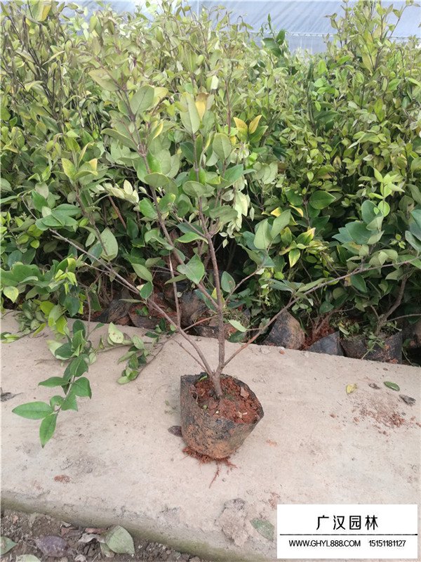 金森女貞可以長成樹形嗎?