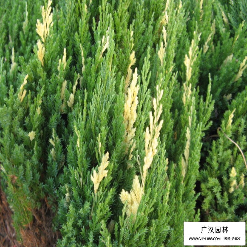 花柏球的園林用途