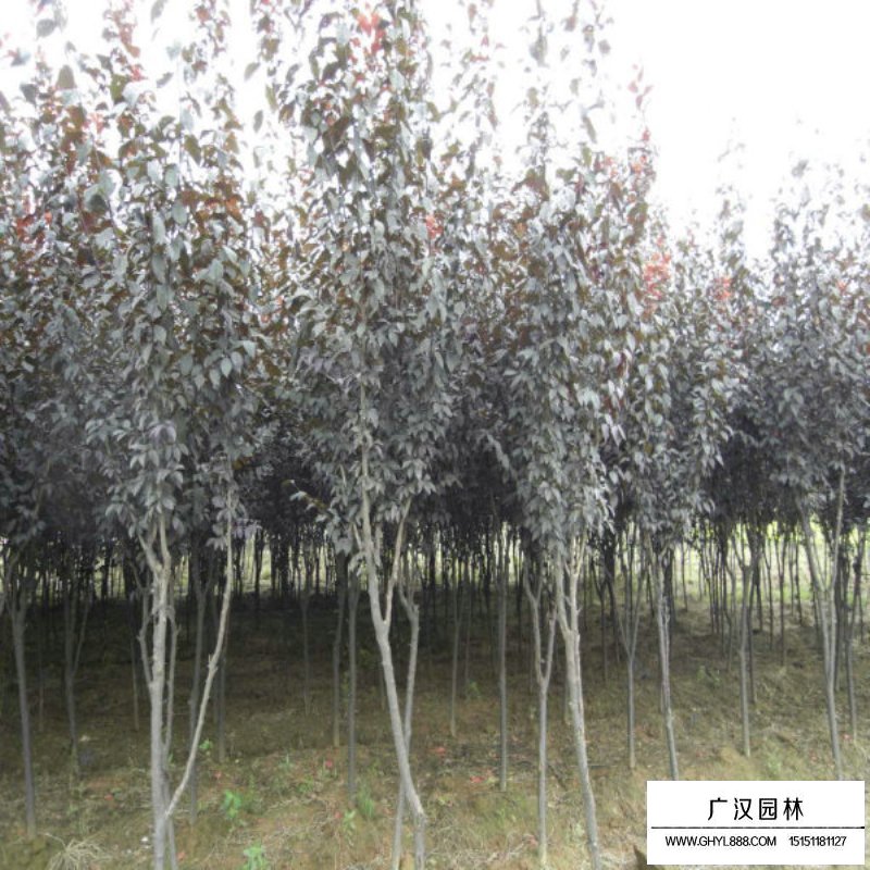 行道樹紫葉李種植基地