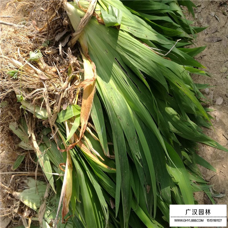 藍花鳶尾生長環(huán)境