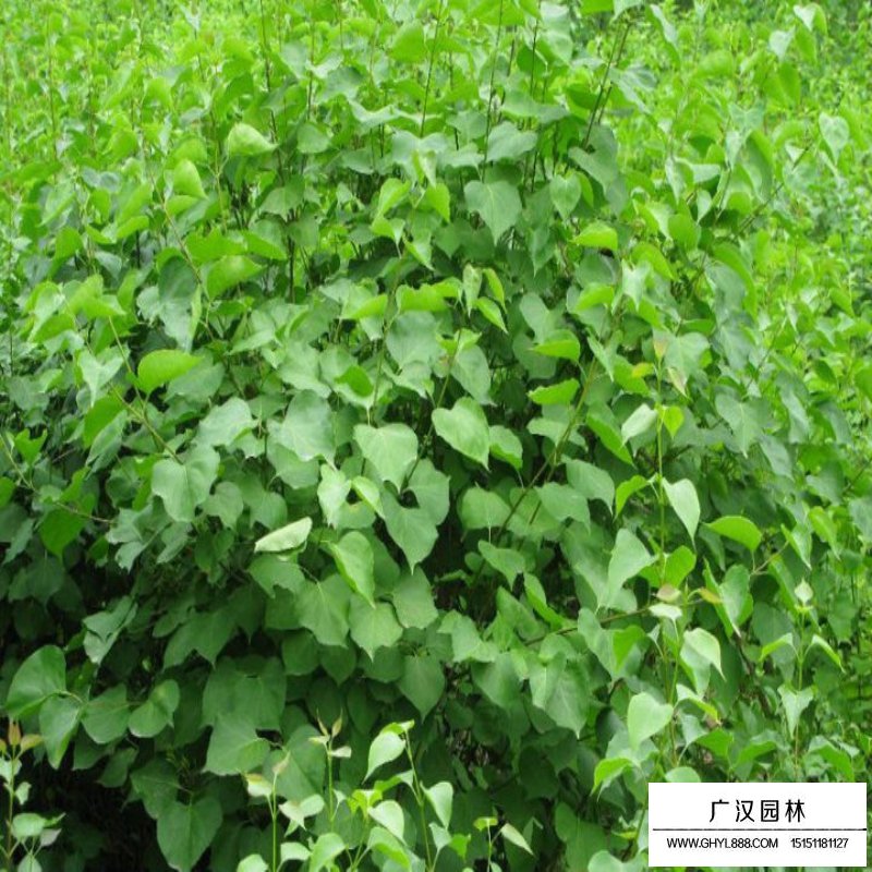 紅丁香與暴馬丁香區(qū)別